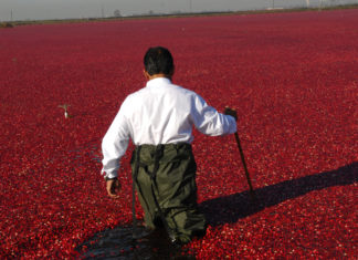 Peter Dhillon -– cranberry king