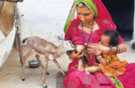 Bishnoi woman breastfeeding blackbuck baby copy