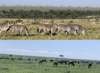 Herds of zebras and wildebeests in Masai Mara.